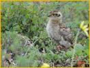 Willow Ptarmigan Chick