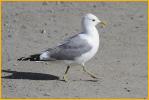 Mew Gull