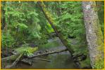 Rain Forest
