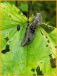 Slug