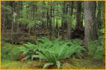 Rain Forest