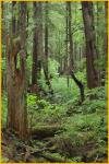 Rain Forest