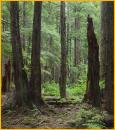 Rain Forest