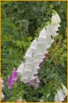Foxglove