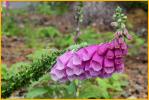 Foxglove