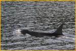 Female Orca