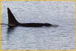 Orca