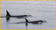 Female Orca and Calf
