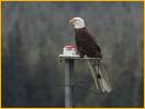 Bald Eagle