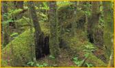 Trees and Moss