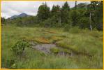 Bog