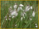 Alaska Cotton