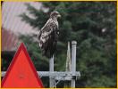Third Year Bald Eagle