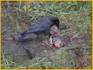 Common Raven