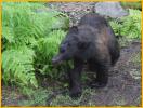 Young Black Bear