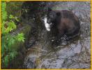 Young Black Bear with Salmon