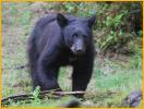 Black Bear