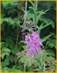 Fireweed