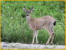 Sitka Black-tailed Deer