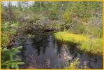 Beaver Pond