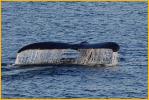 Humpback Whale