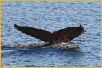 Humpback Whale