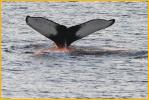 Humpback Whale