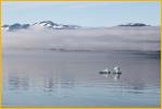 Ice Bergs in the Mist