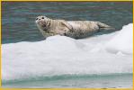 Harbor Seal