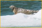Harbor Seal