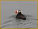 Tufted Puffin