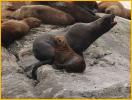 Steller Sea Lion and Pup