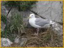 Glaucous-winged Gull