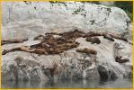Rock with Sea Lions