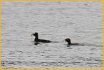 Surf Scoters
