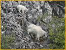 Nanny and Kid Mountain Goats