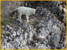 Kid Mountain Goat