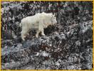 Nanny Mountain Goat