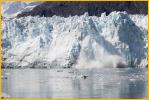 Margerie Glacier Calving