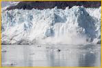 Margerie Glacier Calving