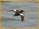 Pigeon Guillemot