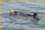 Northern Sea Otter