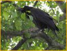 Raven
