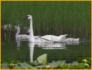 Trumpeter Swan and Cygnets