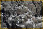 Black-legged Kittiwakes