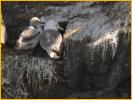 Black-legged Kittiwake and Chick