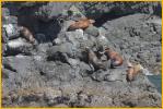 Steller Sea Lions