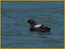 Pigeon Guillemot