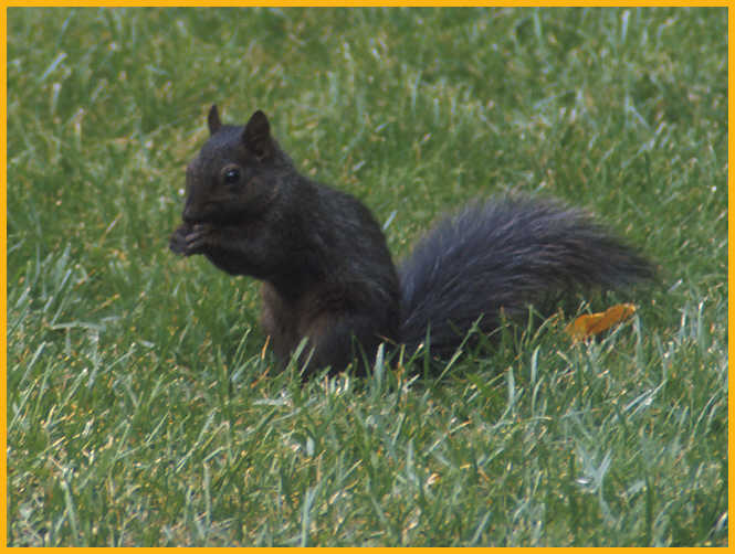 Black Squirrel