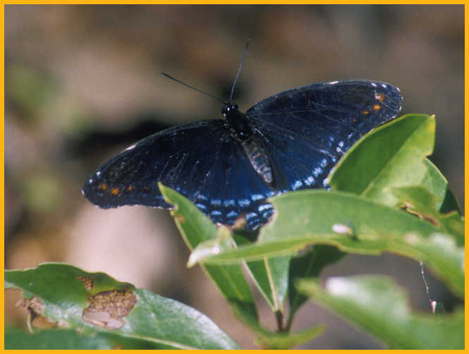 Pipevine Swallowtail Buttefly